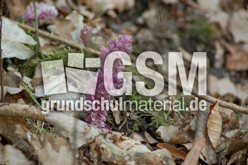 Gewöhnliche Schuppenwurz 02.JPG
